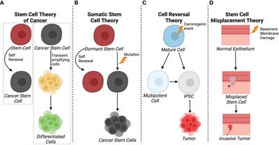 Hypoxia-induced cancer cell reprogramming: a review on how cancer stem cells arise